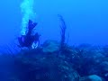 This is the wreck at the dive site Deep Plane off Negril Jamaica. I shot this video while diving with Couples Swept Away on 19th June 2005. Depth 87 feet, water temp 30 degrees centigrade. My wife Carol is wearing the yellow mask. Note the plane's propellor embedded in the reef at the end of the clip.