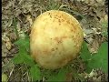 Video scheda del fungo Amanita rubescens
