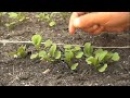 Thinning Arugula