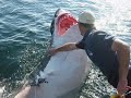 SUPER SHARKS!!! SUPER SHARKS!!!