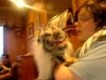 the amazing talking wolf