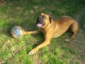 Yago Ladrando y Jugando