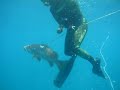 Spearfishing Dog tooth Snaper in Baja