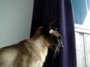 phoebe-loves-birds.html
