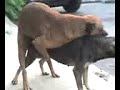 Dogs in the Street