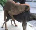 Dogs in the Street
