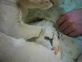 生後４日の子猫、おっぱいどこだっけ？Where are my breasts?