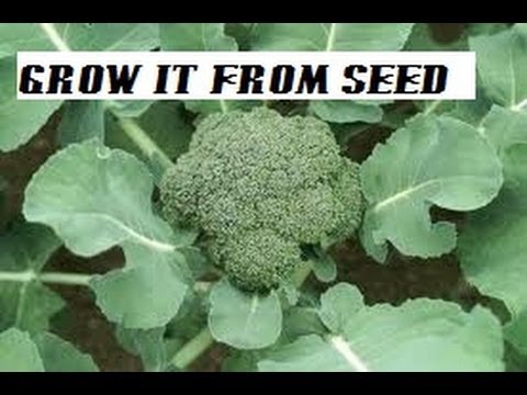 how to harvest broccoli seeds