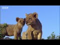  BBC Pride Drama Animal Animals Lion Family Voice Over free hot celebrity video Kate Winslet Sean Bean Martin Freeman Joh