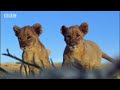 Lion cubs attacked by elephants & alligators - Pride - BBC animals Lion cubs attacked by elephants & alligators - Pride - BBC animals