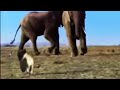 Lion cubs attacked by elephants & alligators - Pride - BBC animals