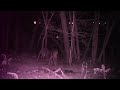 DGX 567v Deer video