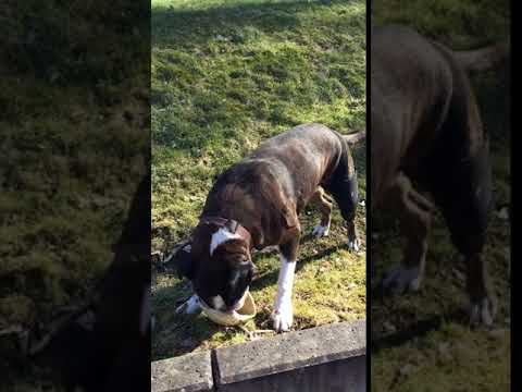 BENECURA Kniebandage für Hunde