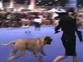 GOLDLEAF MASTIFF - Eukanuba 2006 Part 2 GOLDLEAF MASTIFF - Eukanuba 2006 Part 2