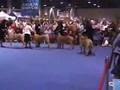 GOLDLEAF MASTIFF - Eukanuba 2006 Part 2