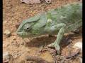 videos de Camaleão em Caconda