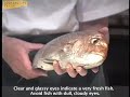 Grilled Red Snapper