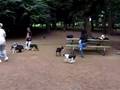 Boston Terrier video