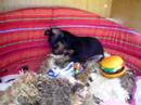 Pra?sk� krysa?�k - Abbynka