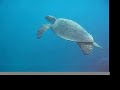 Hawaii green sea turtle