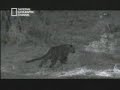 leopard hunting baboon