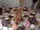 PUGGLE! Cute, fast, and insane Daisy!