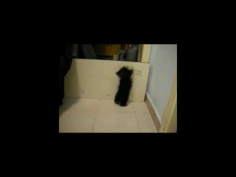See video