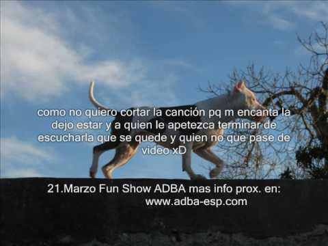 Pitbull adba