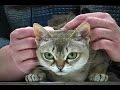 Stuck in Vermont 61: VT Fancy Felines