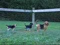 Beagle teaching bloodhound being LOUD is FUN,
