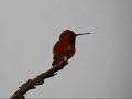Rufous Hummingbird Rufous Hummingbird