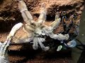 P.Irminia mating part 3