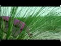 Sonar Moina Pakhi - Monpura