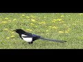 black billed maggie eating a worm