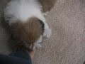 Gizmo the Shih Tzu runs into mirror Gizmo the Shih Tzu runs into mirror