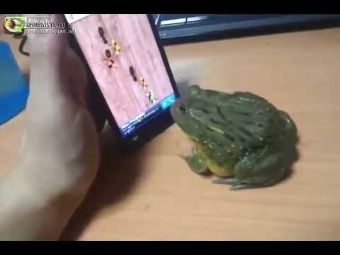 Naštvaná žába :-)