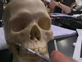 Human Skull