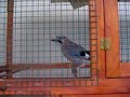 Falerna Falerna