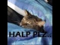 The Truth About Cats