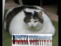 The Truth About Cats