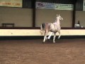 Aangewzen hengst Merlijn van Ver. Het Groninger paard