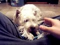West Highland White Terrier Growling Leo brings me his rope about once a day to play like this.