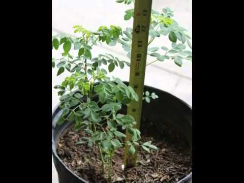 how to fertilize moringa