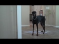 Roman the Doberman doesn't like the trashmen