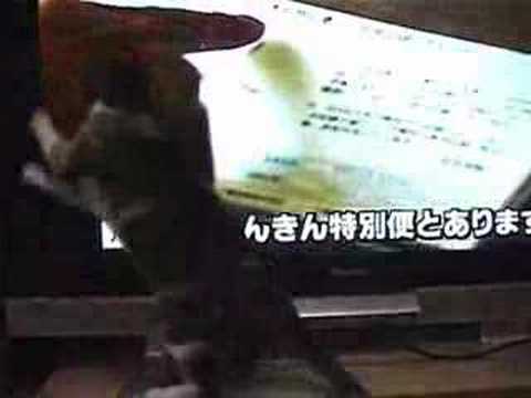 猫も怒りの鉄拳〜年金ニャーYoutube(ユーチューブ・ゆーちゅーぶ)・Dailymotion動画