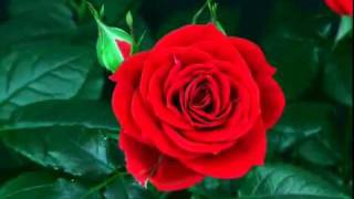 Как распускаются розы Нереально красиво