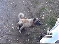 AKÇATAŞ'IN KANGALLARINDAN  KARABAŞ...