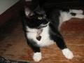videos de Mah Kitty Rosie is a Purring McMonster, Baby!