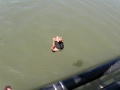 Double Backflip -- double backflip off telkwa bridge
