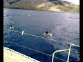 Dolphin spotting